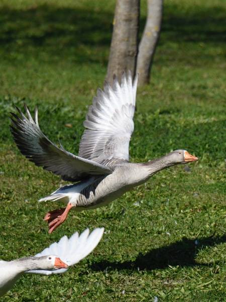 Ganso-bravo, Greylag Goose (49419539993) by Luiz Lapa from Oeiras, Portugal is licensed under CC BY 2.0.
